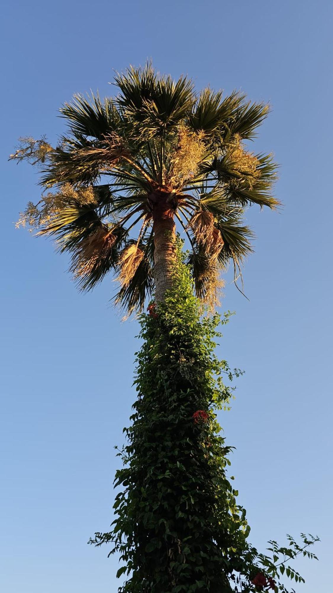 Villa Bade Dalyan Exterior photo